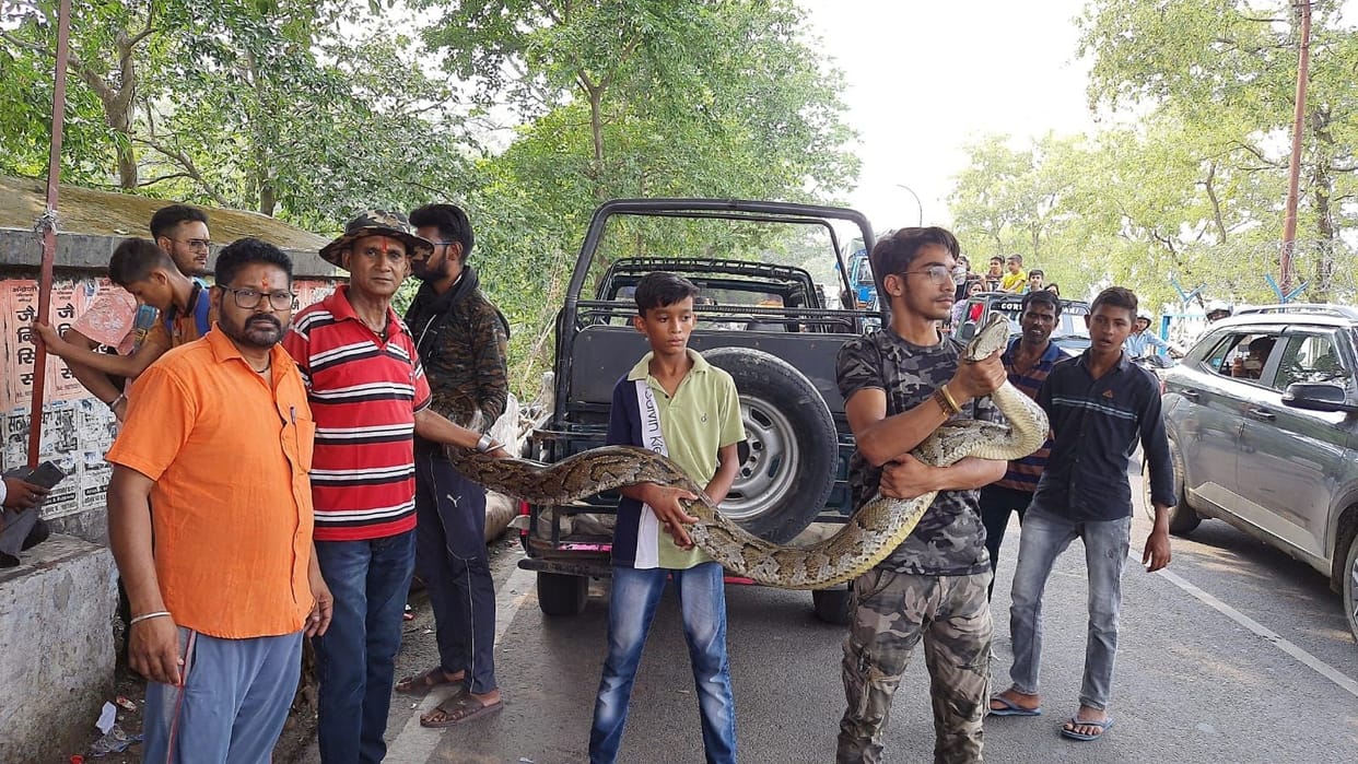 14 feet long python was wrapped around the barrage