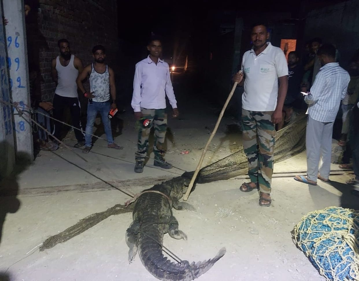 Crocodile entered the house after leaving the pond, stirred