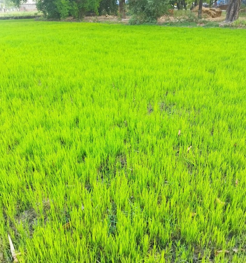 Better monsoon forecast, increased area under paddy cultivation