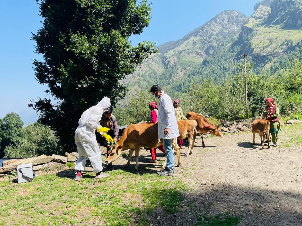 vaccination started from darkali village rampur for animal