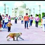 ताजमहल परिसर में घूमता बंदर