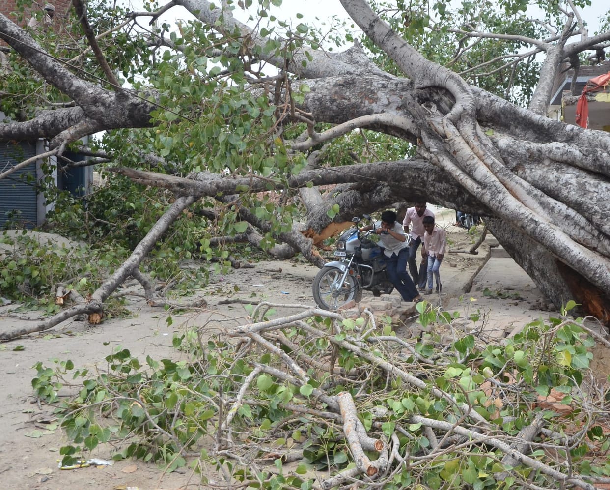 Hundred years old peepal tree collapsed, high tension line also broken, traffic disrupted