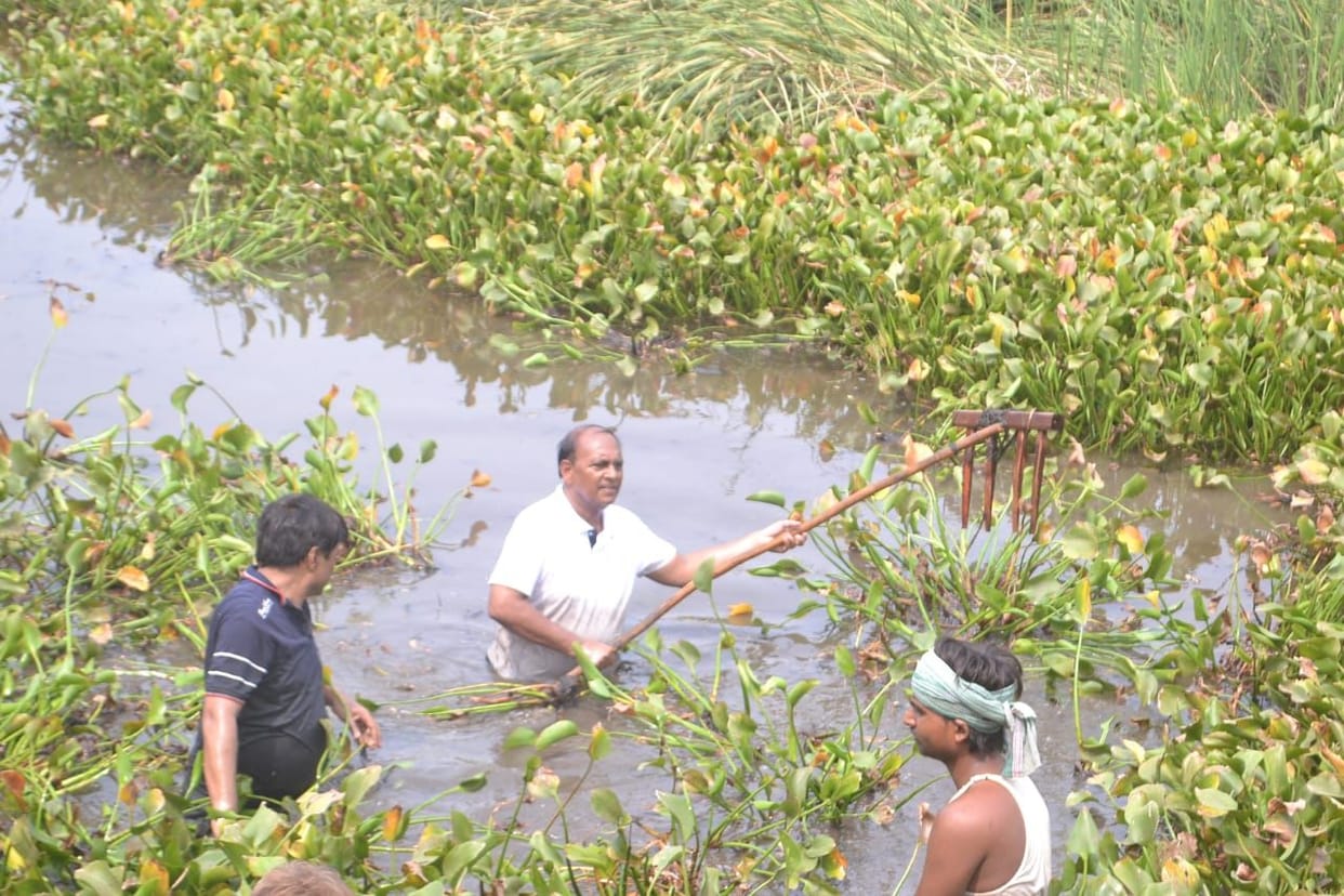 DM took out water hyacinth after entering the pond
