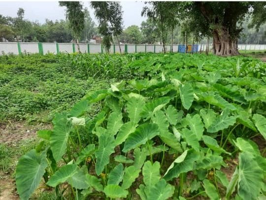 Students will taste vegetables grown in school