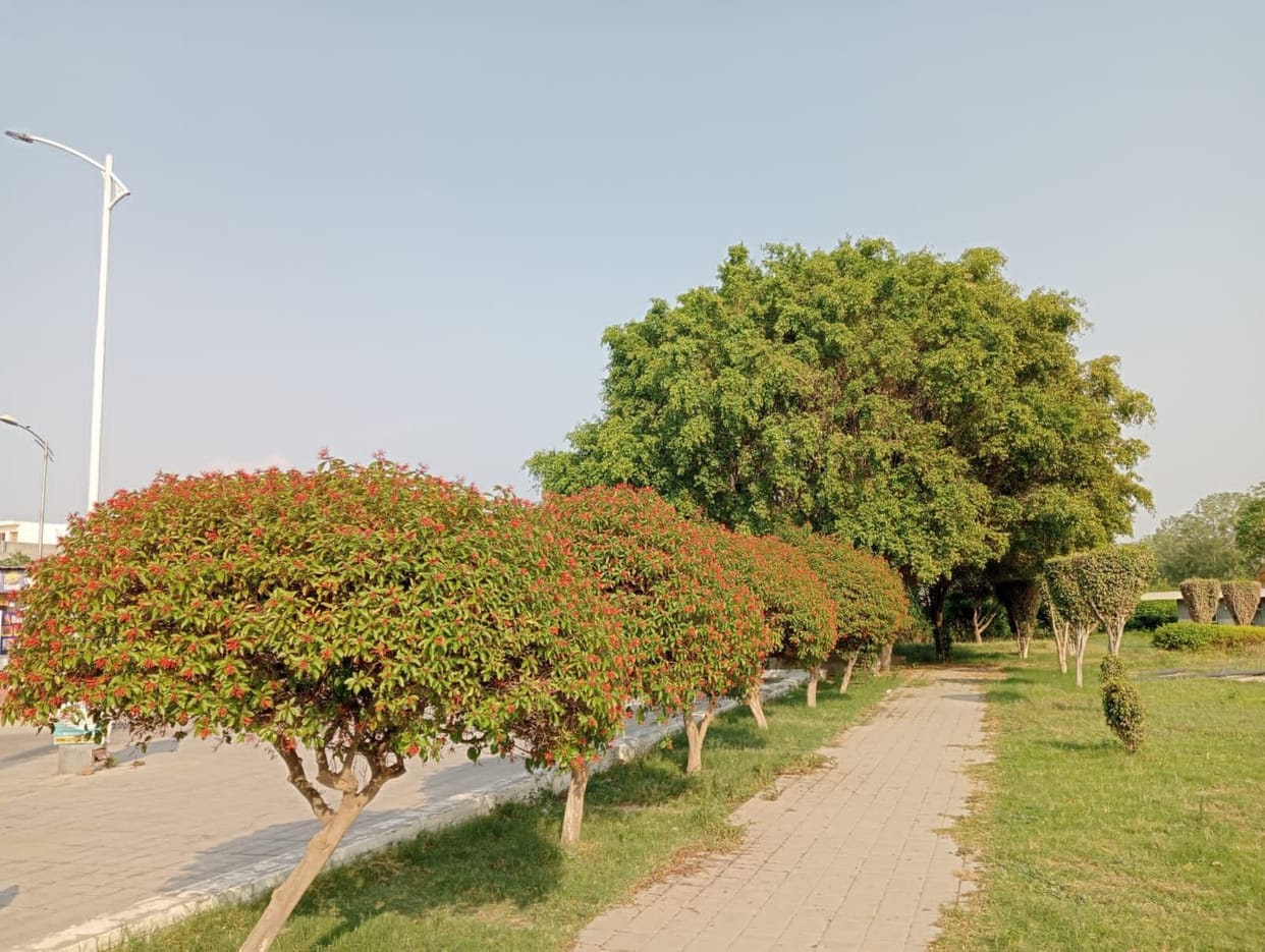 Forest department will plant nine lakh saplings in the district, saplings prepared in eight nurseries