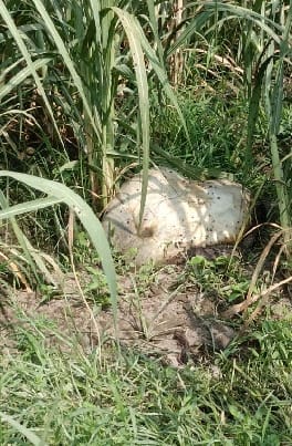 Leopard killed the calf in the forest of Bhira range