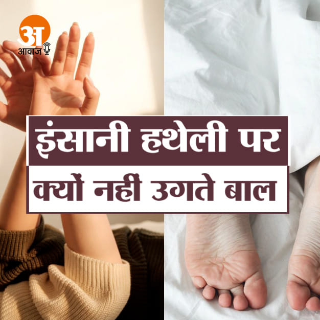 हमारी हथेली और तलवों पर क्यों नहीं उगते बाल Bizarre News Podcast