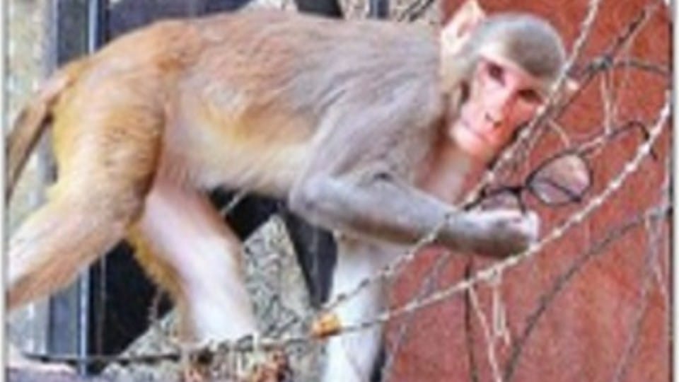 ram nath kovind vrindavan visit langur in security of president in vrindavan