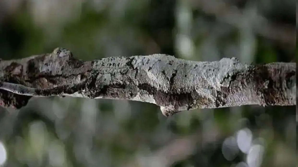optical illusion a lizard hiding on a tree this picture brainstorming photo brain teasers hidden lizard google trends
