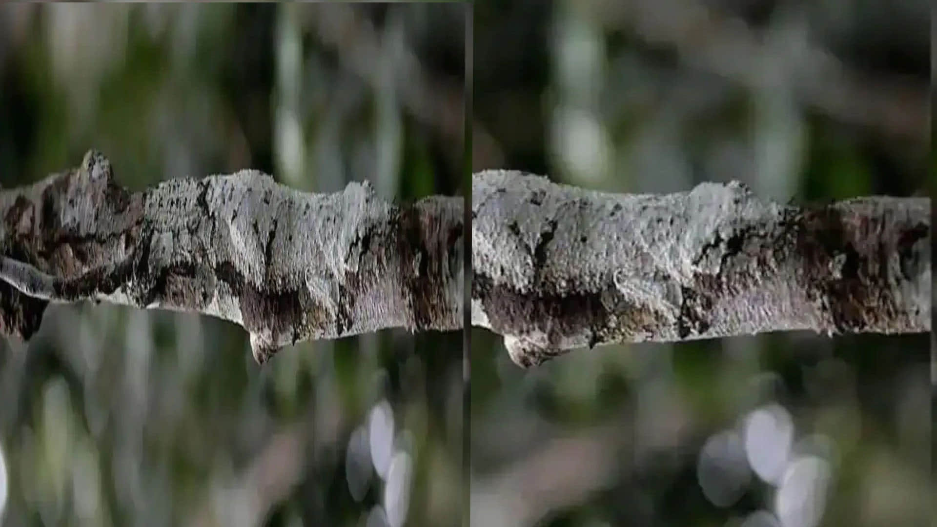 optical illusion a lizard hiding on a tree this picture brainstorming photo brain teasers hidden lizard google trends