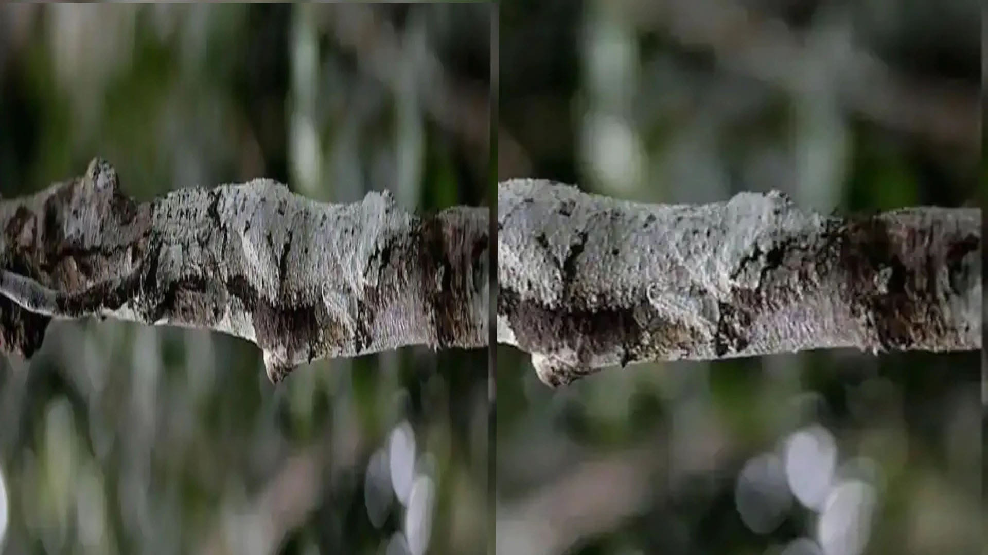 optical illusion a lizard hiding on a tree this picture brainstorming photo brain teasers hidden lizard google trends