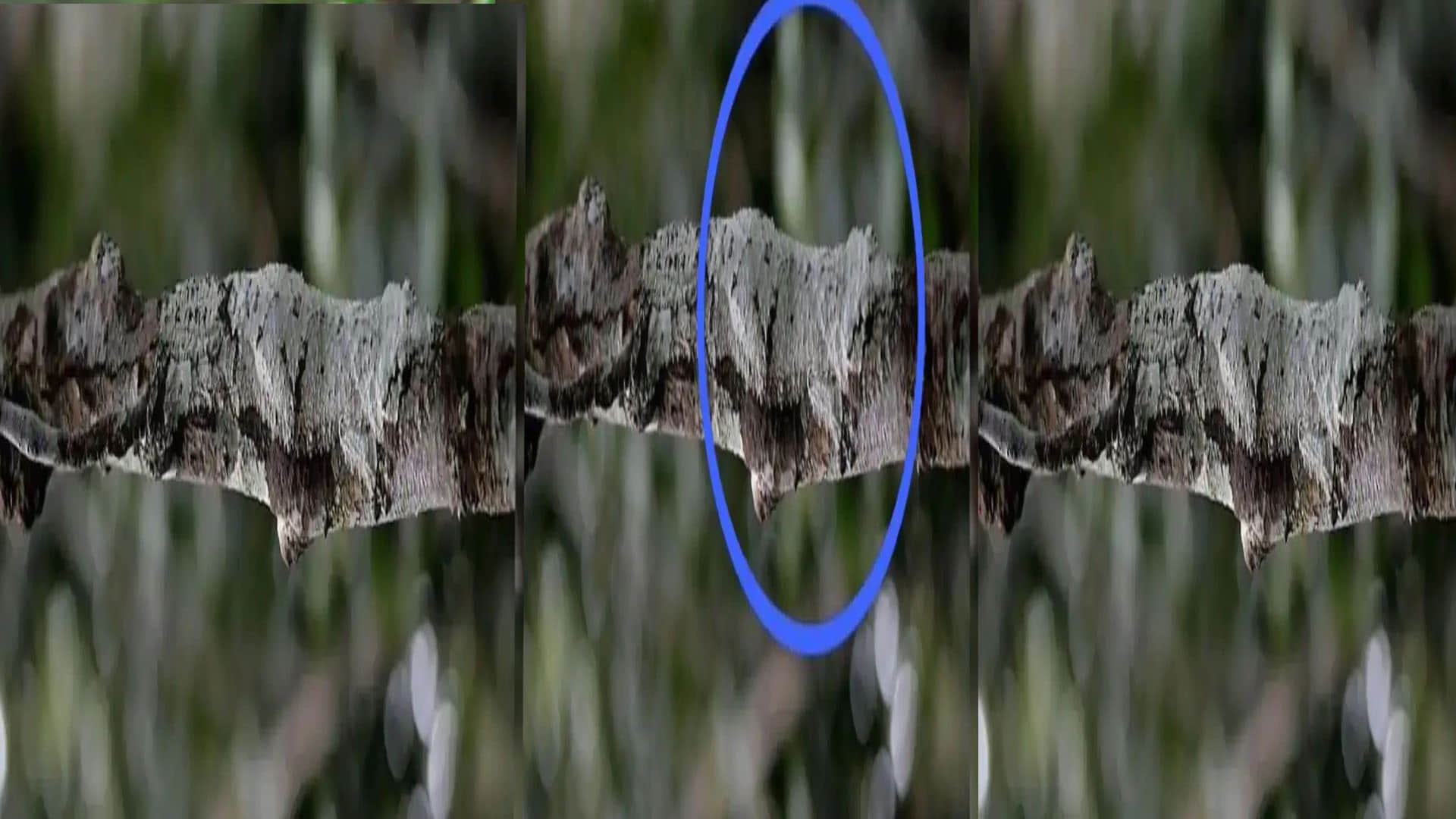 optical illusion a lizard hiding on a tree this picture brainstorming photo brain teasers hidden lizard google trends