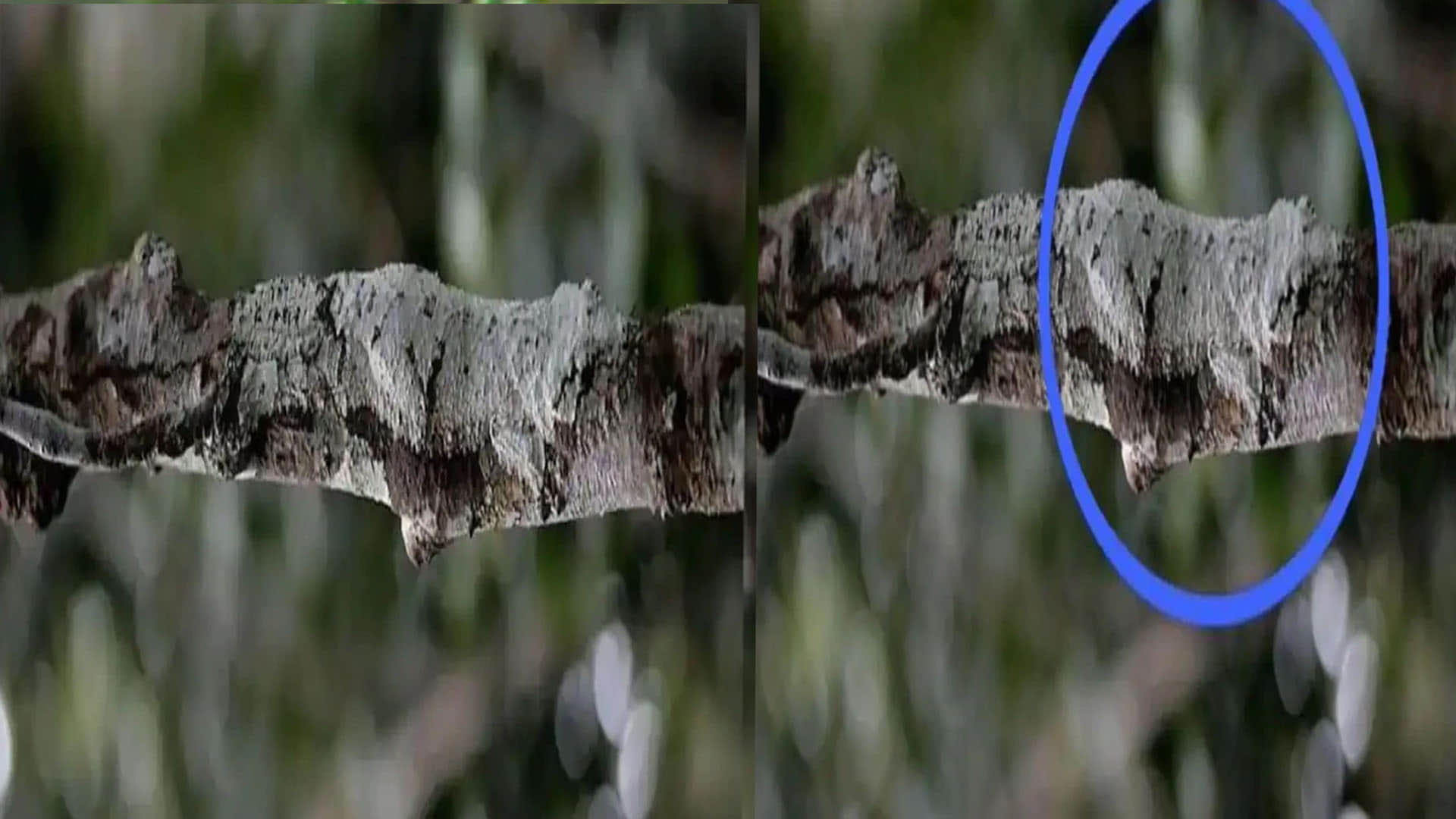 optical illusion a lizard hiding on a tree this picture brainstorming photo brain teasers hidden lizard google trends