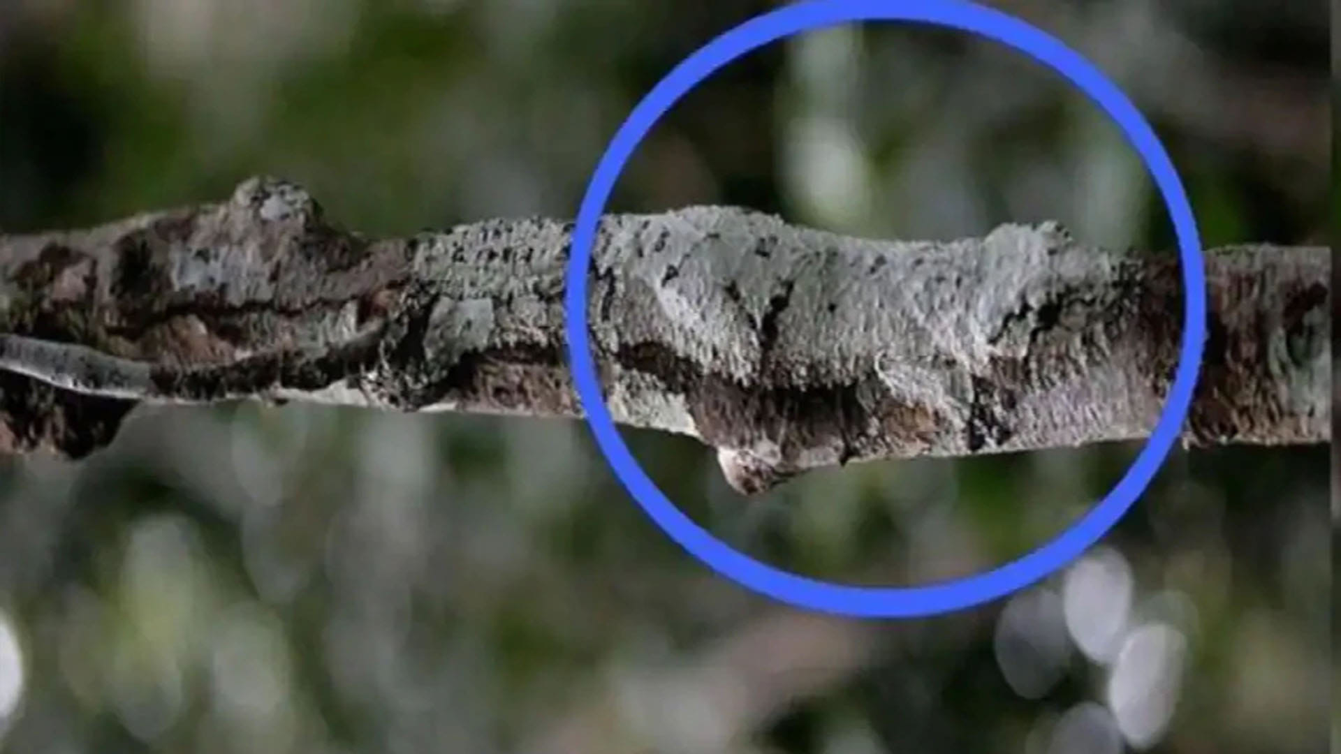 optical illusion a lizard hiding on a tree this picture brainstorming photo brain teasers hidden lizard google trends