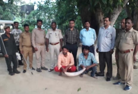 Two wildlife smugglers caught including an elephant tooth