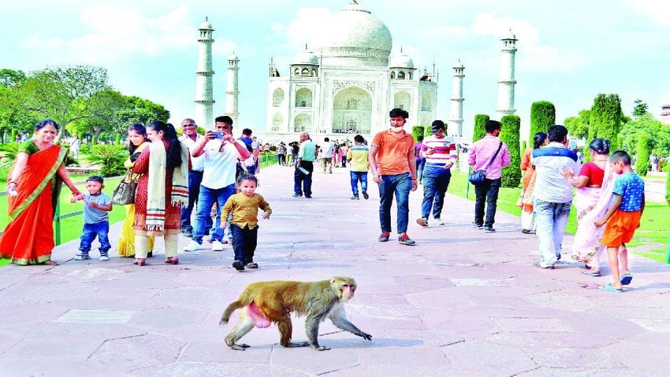 Monkey Attacks Foreign Tourist Bite On Ear At Tajmahal