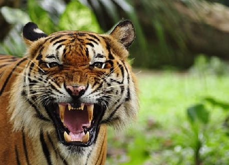 The tigress dragged the woman planting paddy from among the laborers