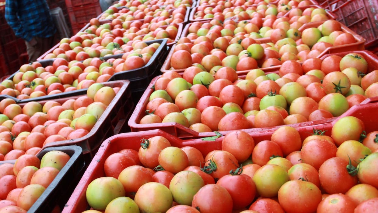 Tomato price reached Rs 160 per kg in Damoh