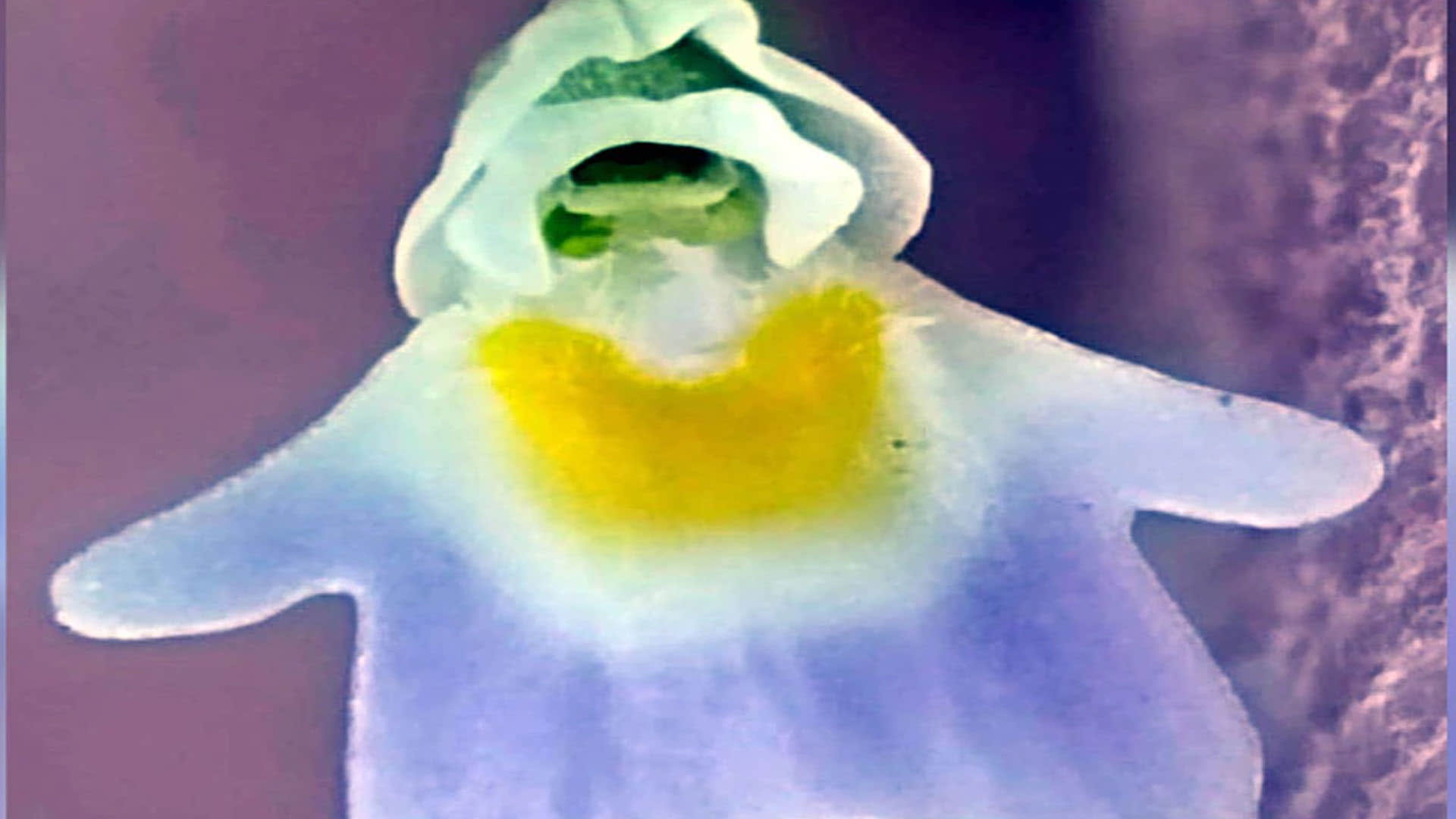 Uttarakhand Forest Department discovers rare carnivorous plant know about the this plant