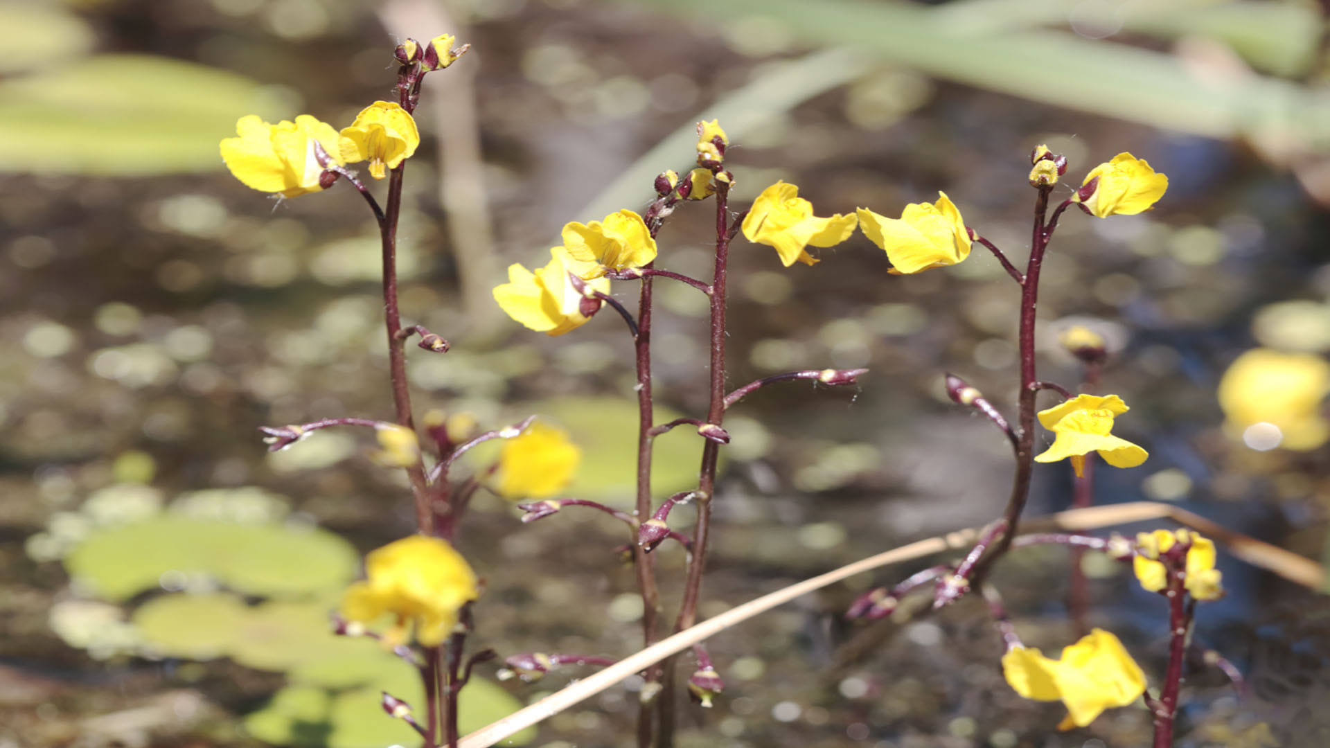 Uttarakhand Forest Department discovers rare carnivorous plant know about the this plant