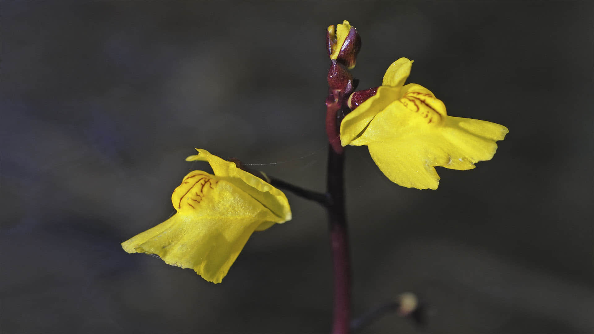 Uttarakhand Forest Department discovers rare carnivorous plant know about the this plant