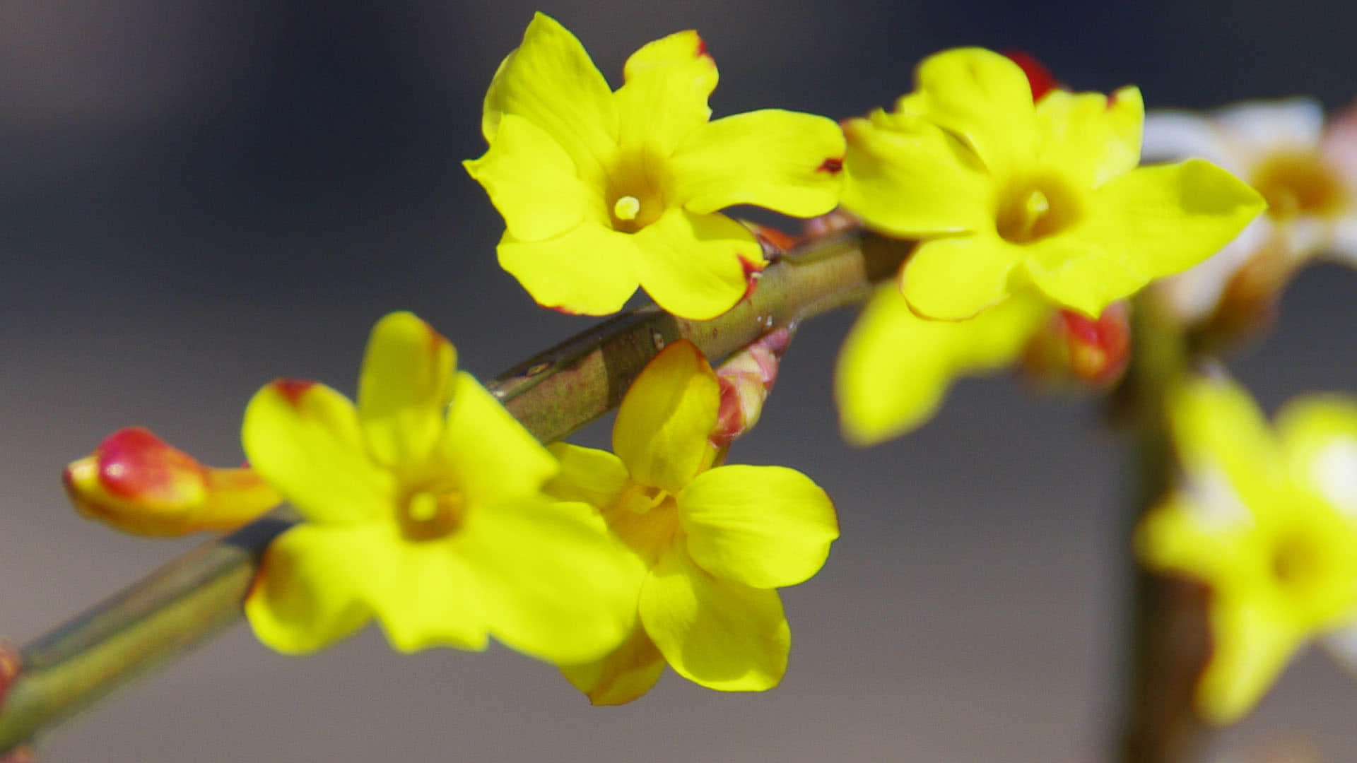 Uttarakhand Forest Department discovers rare carnivorous plant know about the this plant