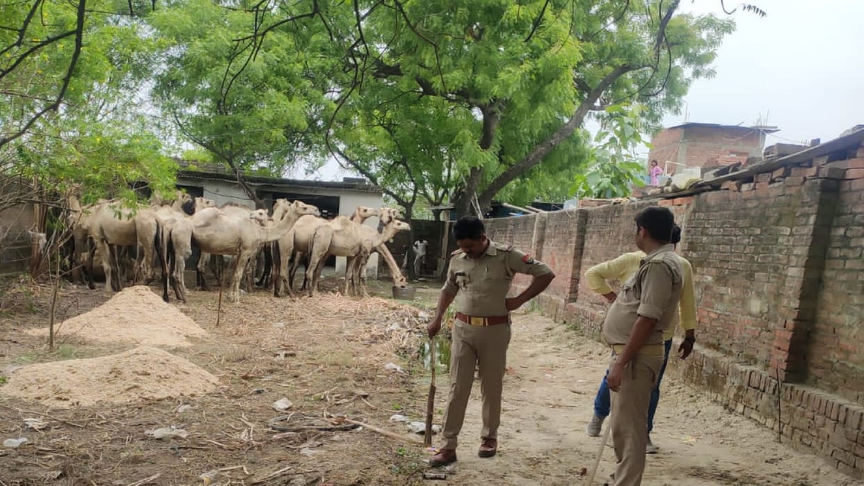 16 camels being taken to West Bengal after being loaded on DCM recovered in varanasi