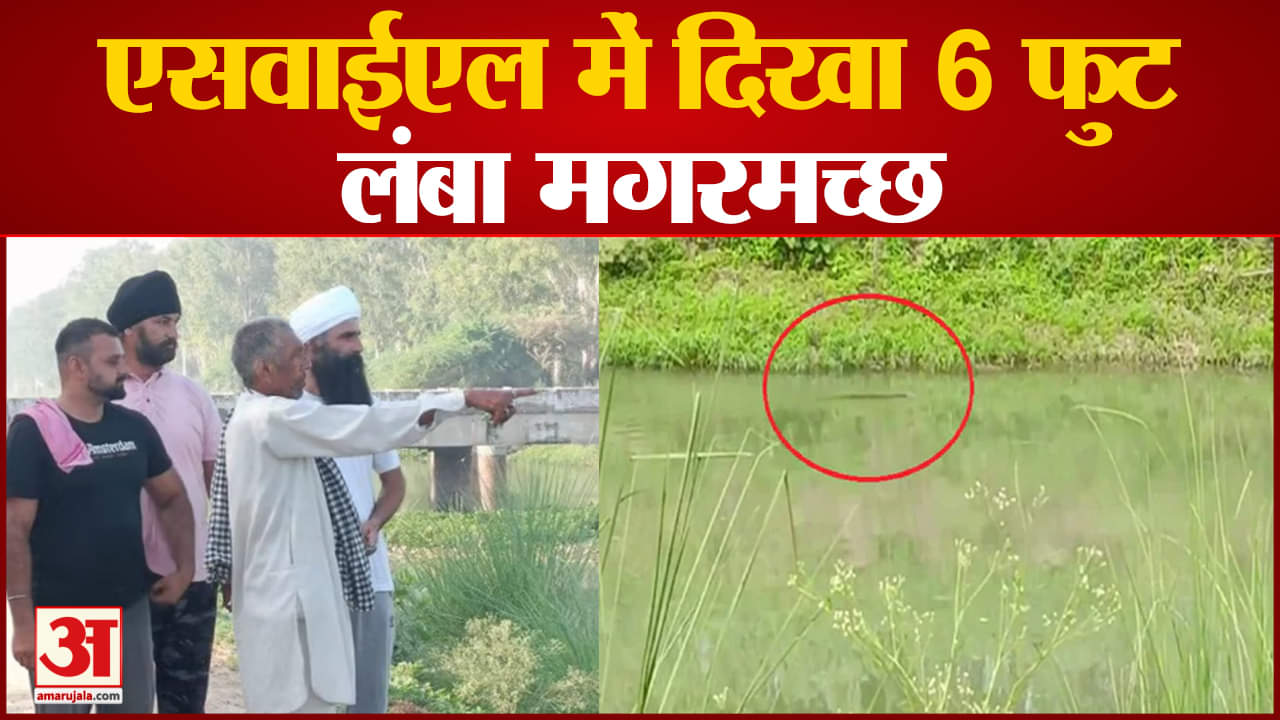 मगरमच्छ