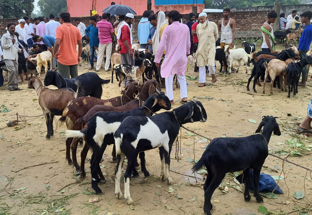 Purchase of goats started for sacrifice in Bakrid
