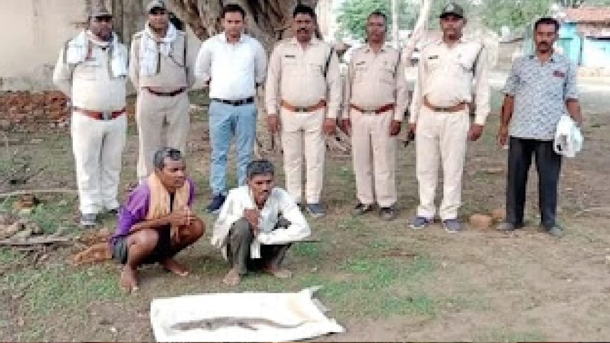 MP News: Two accused arrested for hunting monitor lizard in Bandhavgarh Tiger Reserve, were taking their lives to extract oil