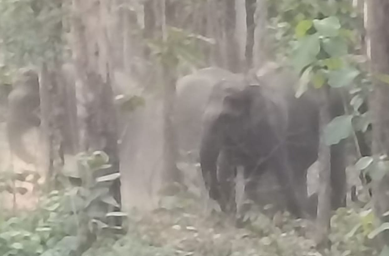 Elephant on NH.