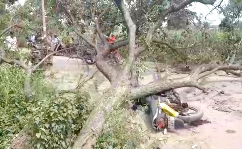 Tree fell on employee, death on the spot