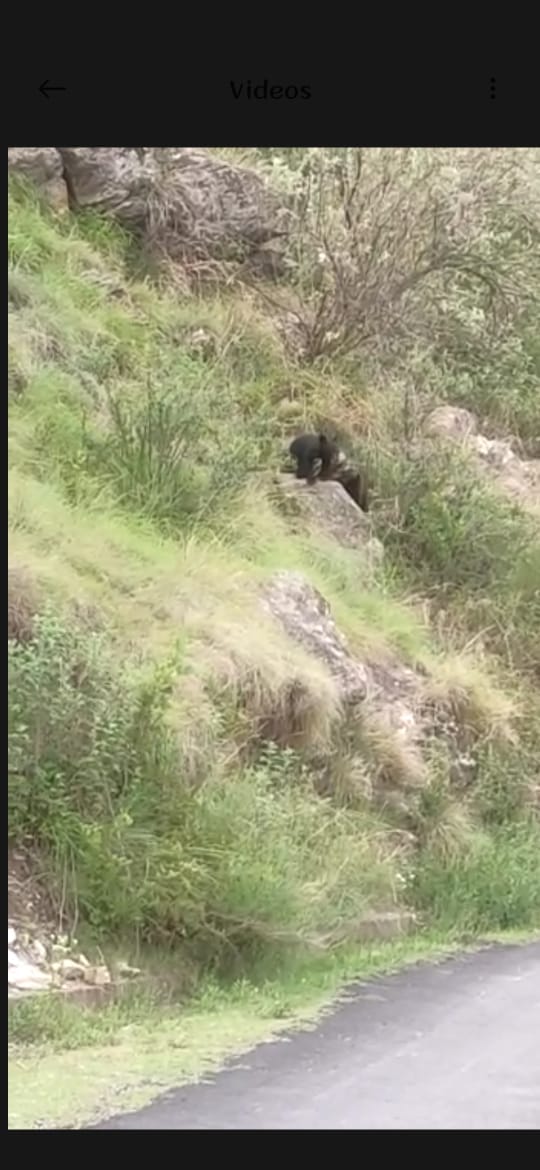 bear saw in aani area