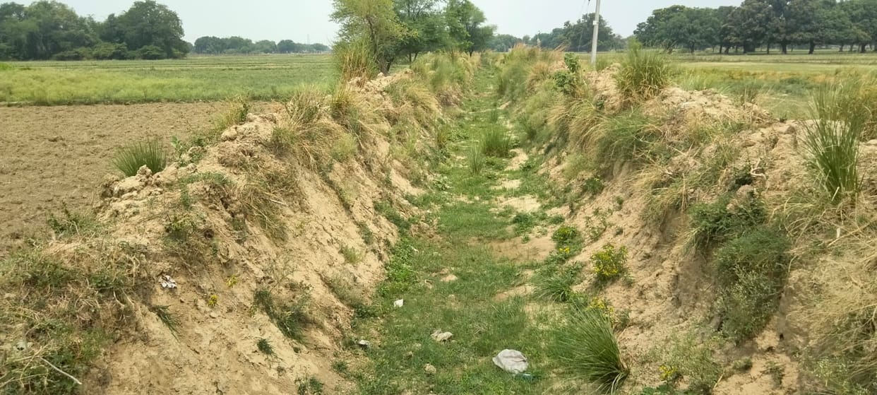 The water did not reach the canals, how the nursery would be planting paddy