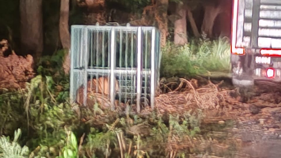 Lakhimpur Kheri Man-eating tiger caught by forest department has killed four people in 10 days