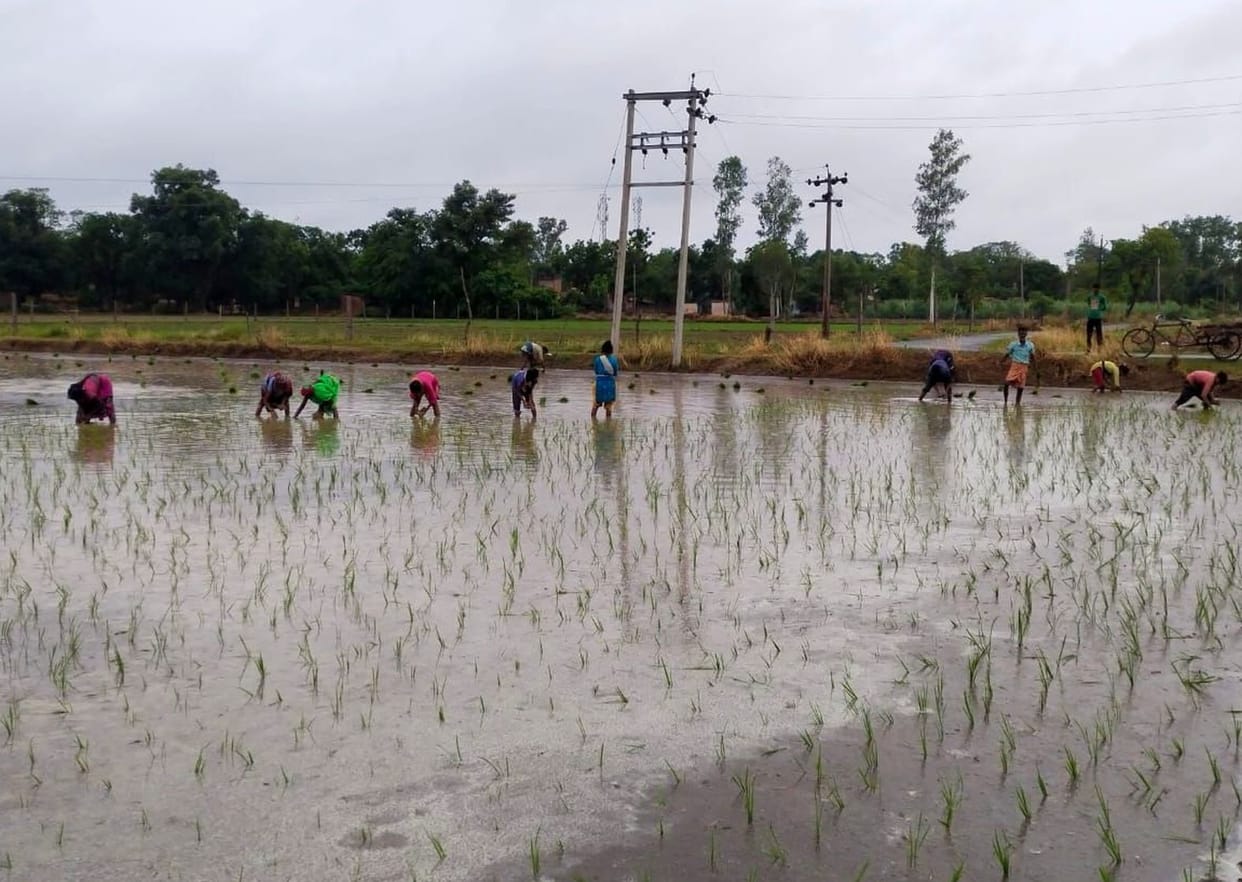Farmers' faces blossomed due to torrential rains