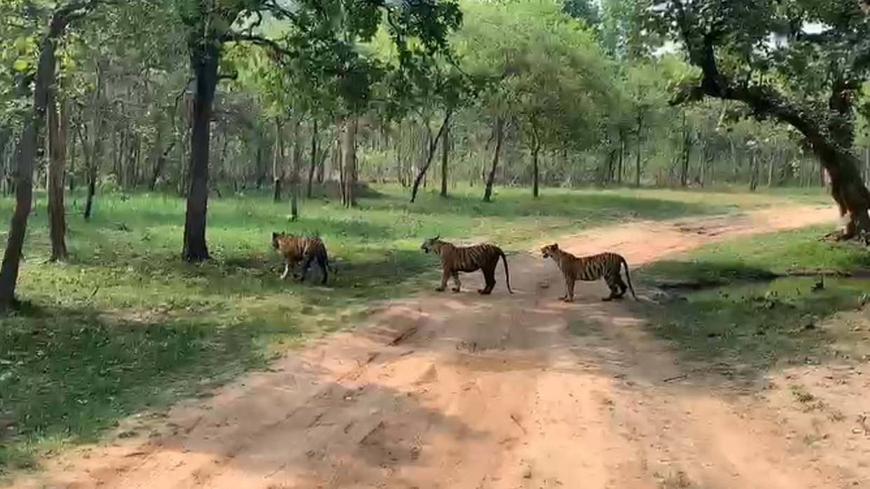 Panna: Three tigers seen together in Mandla tourism area, tigress was seen having fun in the water with the cubs to get relief from the heat