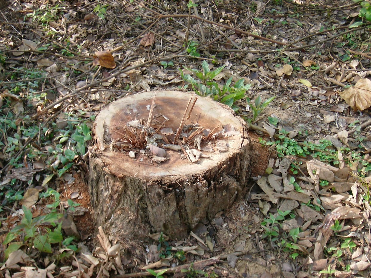 Illegal,tree,Jungle,cutting
