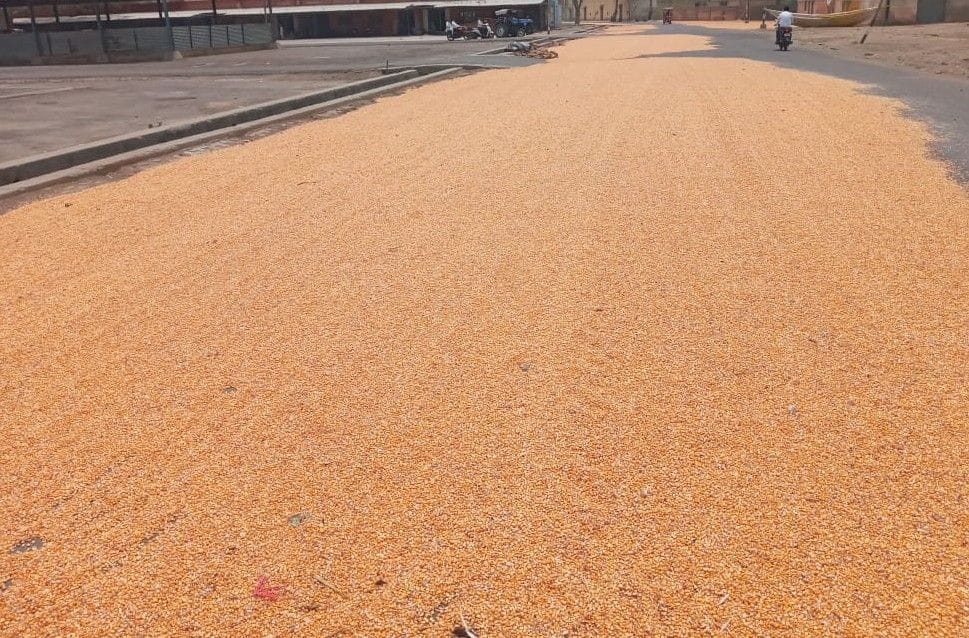 Hathras: Fear of spoiling maize, millet after rain