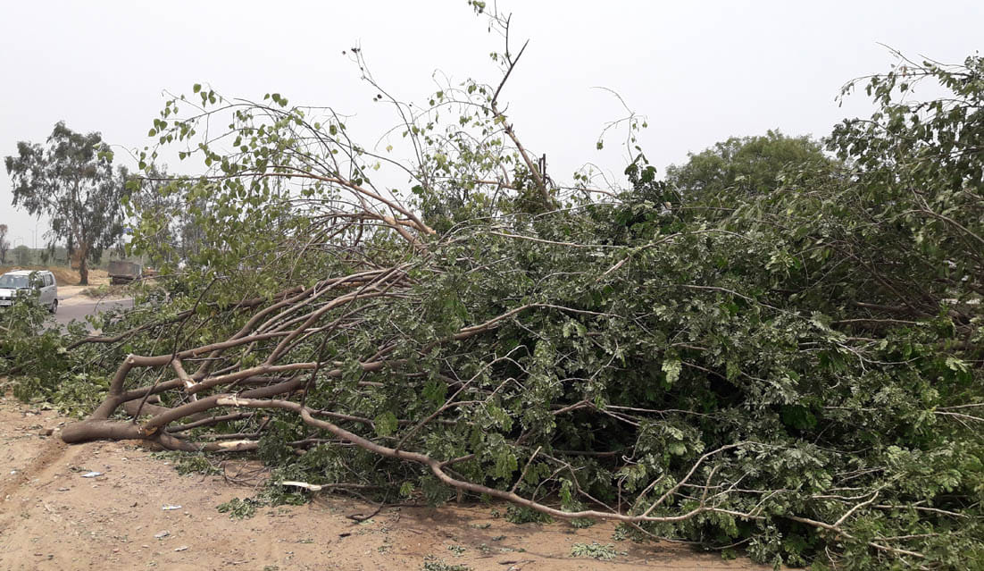More than 50 trees that came under the control of construction were cut