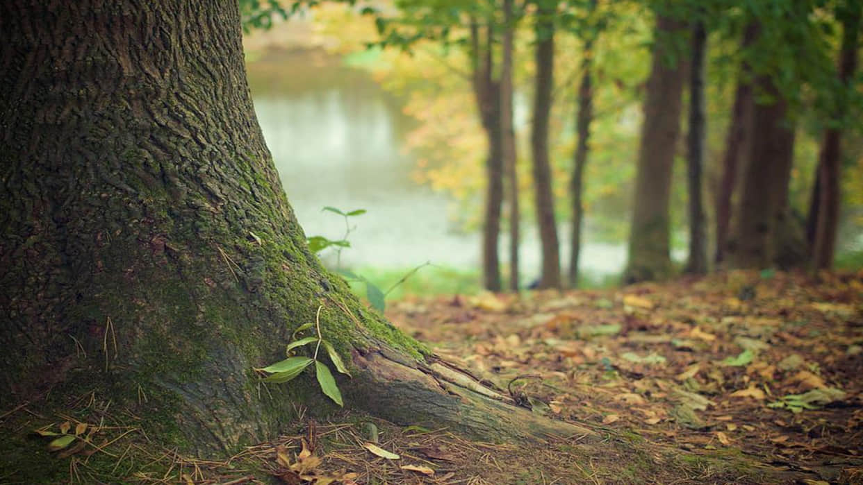 Mysterious Place Where People Become Tree After Death Know Reasons Behind it All Details in Hindi