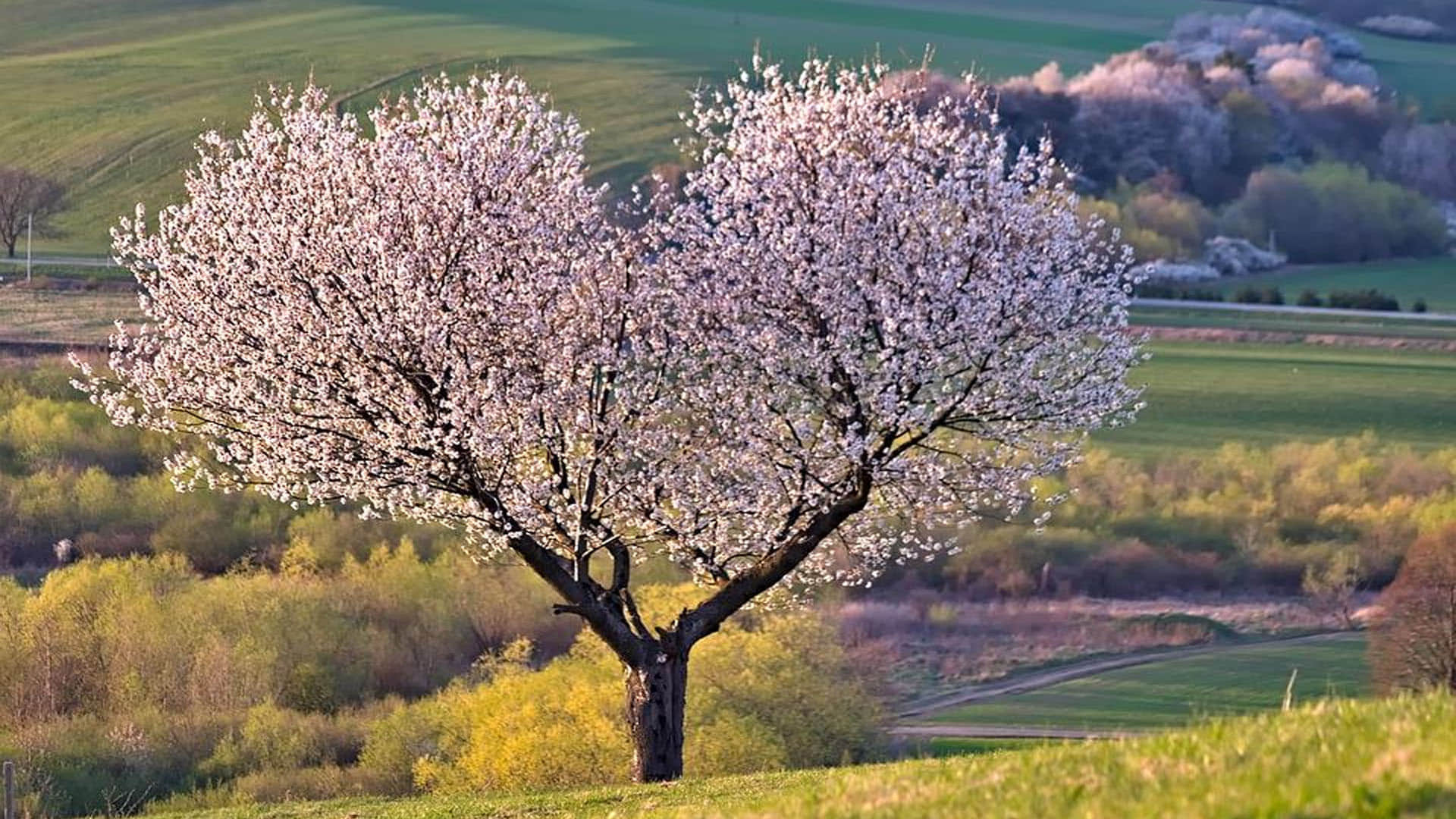 Mysterious Place Where People Become Tree After Death Know Reasons Behind it All Details in Hindi