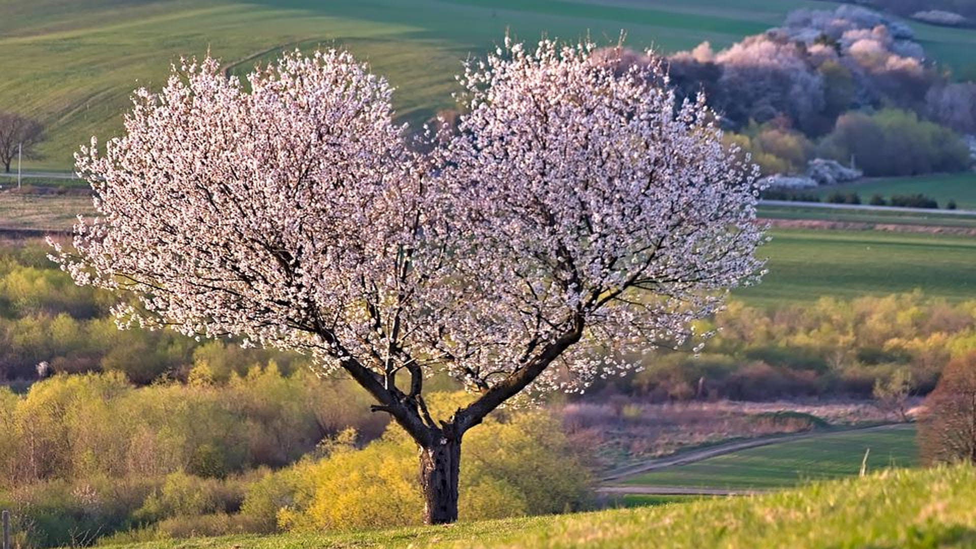 Mysterious Place Where People Become Tree After Death Know Reasons Behind it All Details in Hindi