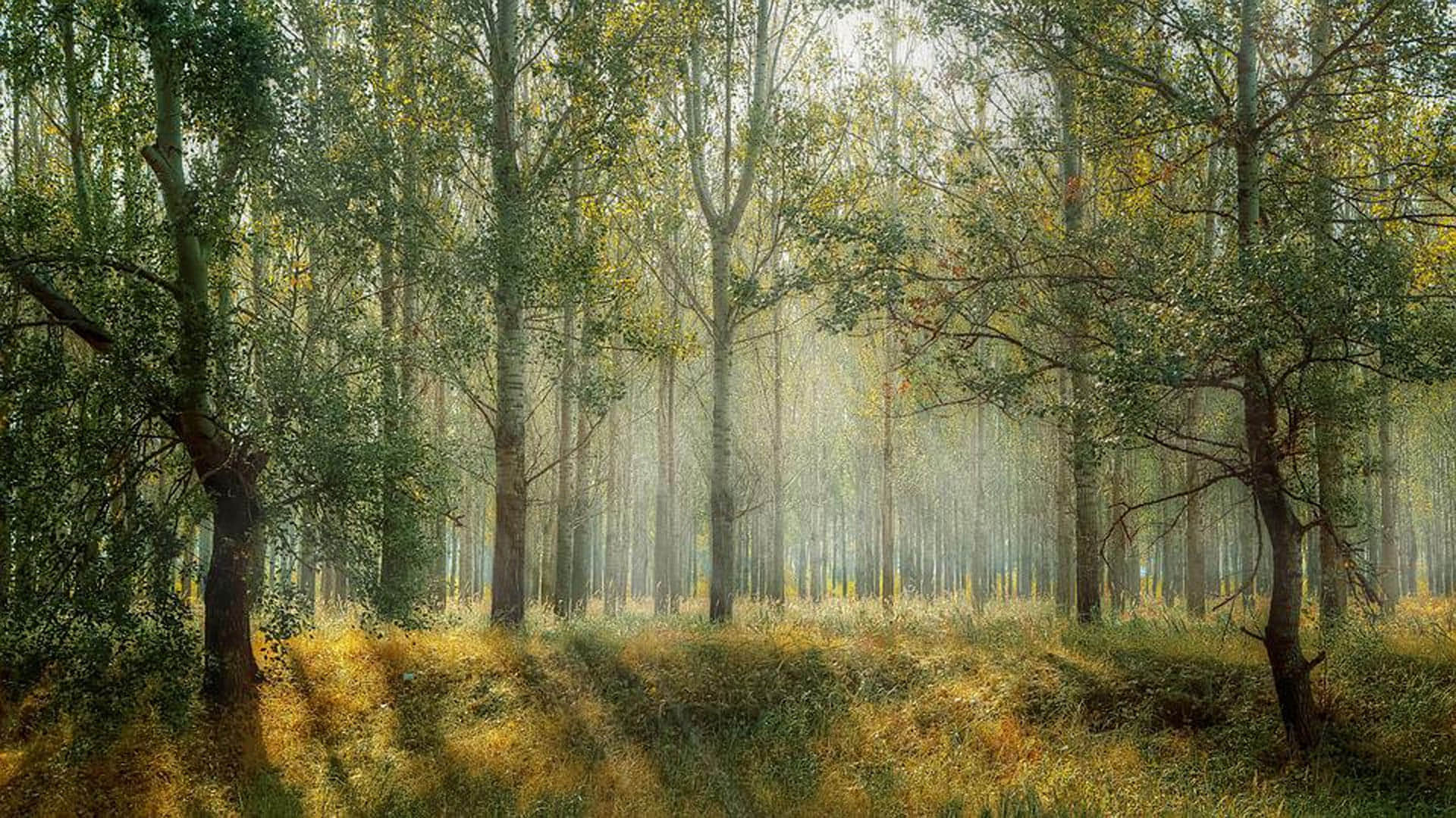 Mysterious Place Where People Become Tree After Death Know Reasons Behind it All Details in Hindi