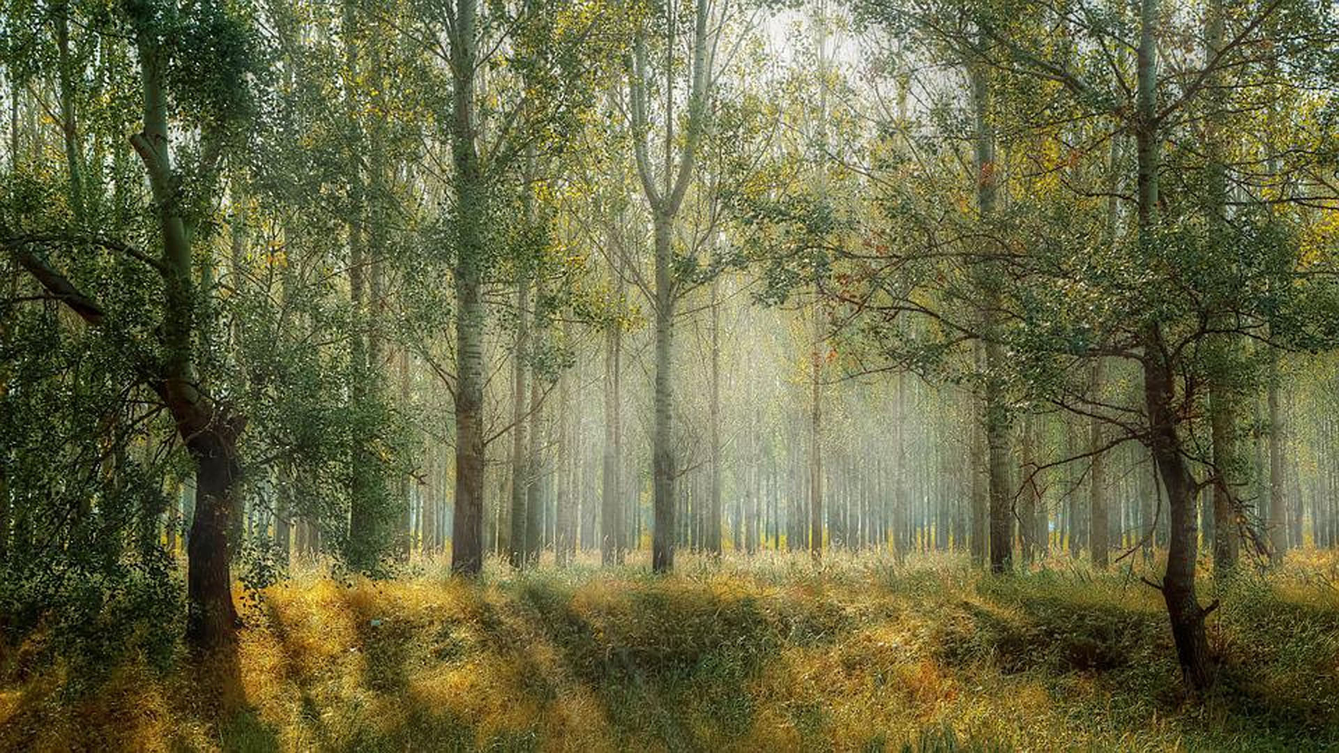 Mysterious Place Where People Become Tree After Death Know Reasons Behind it All Details in Hindi