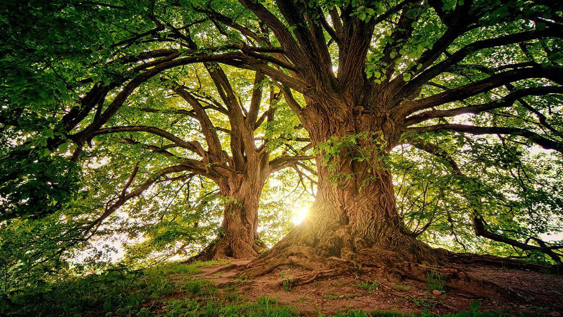 Mysterious Place Where People Become Tree After Death Know Reasons Behind it All Details in Hindi