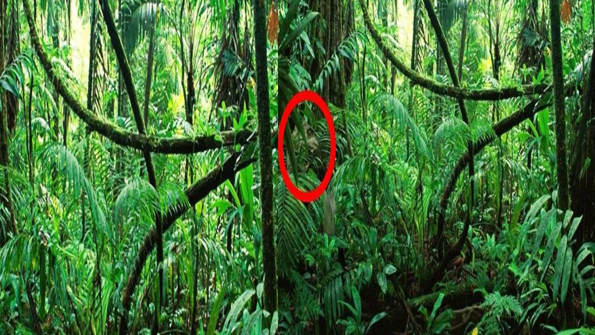 optical llusion a dangerous animal is hiding behind a tree can you find the animal