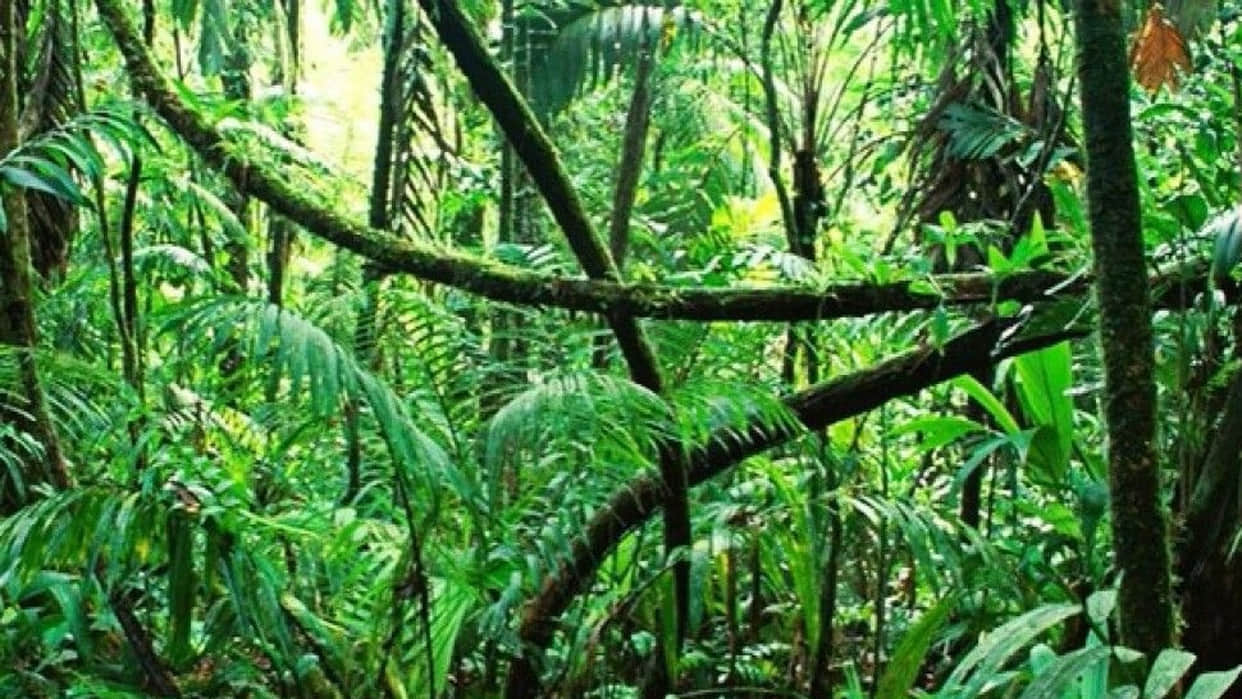 optical llusion a dangerous animal is hiding behind a tree can you find the animal