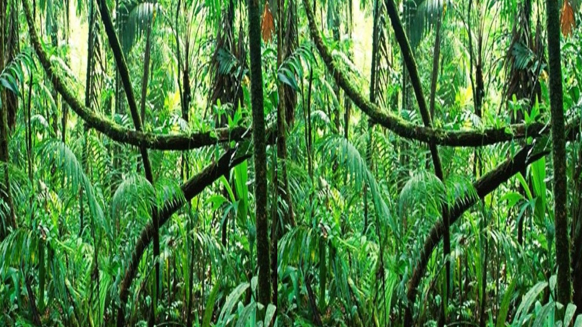 optical llusion a dangerous animal is hiding behind a tree can you find the animal