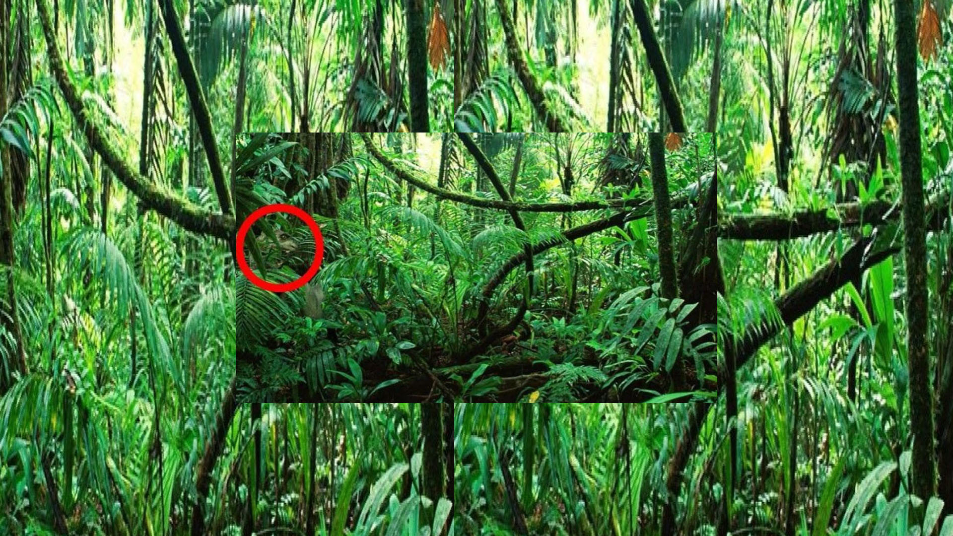 optical llusion a dangerous animal is hiding behind a tree can you find the animal